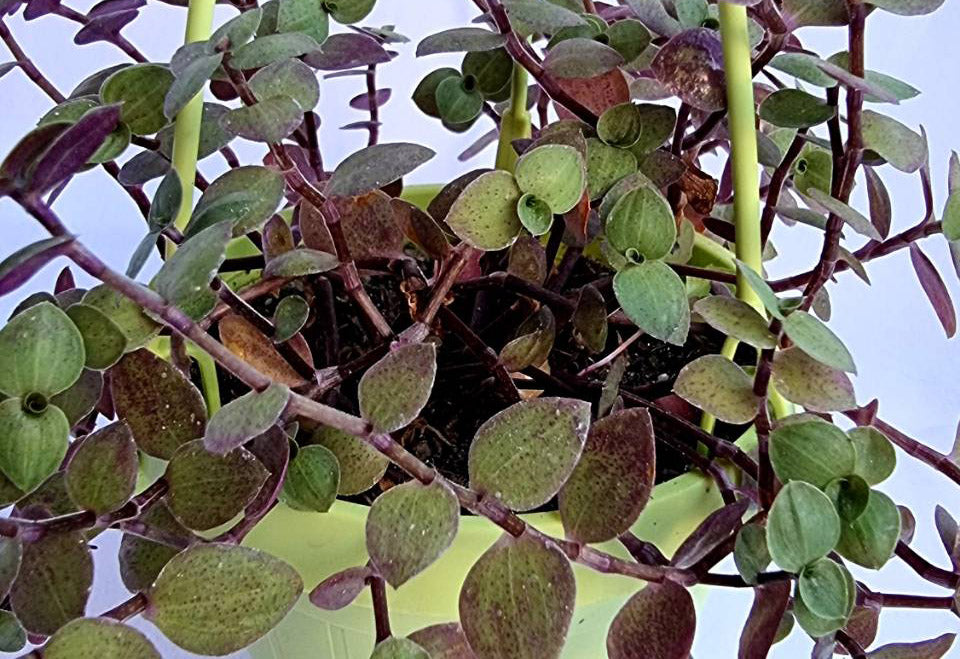 Turtle Vine Ornamental Plant