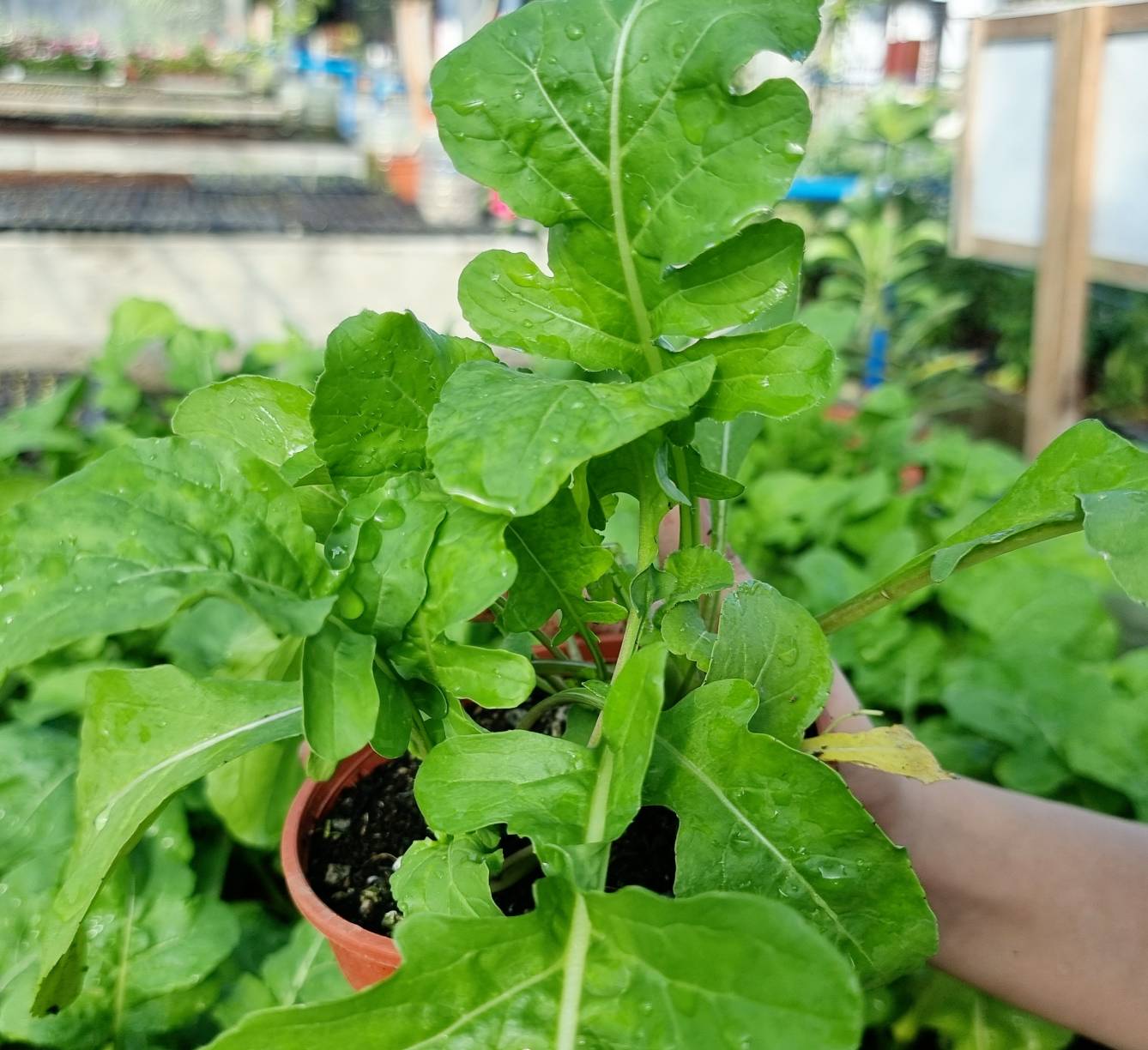 Lettuce Arugula Seedling