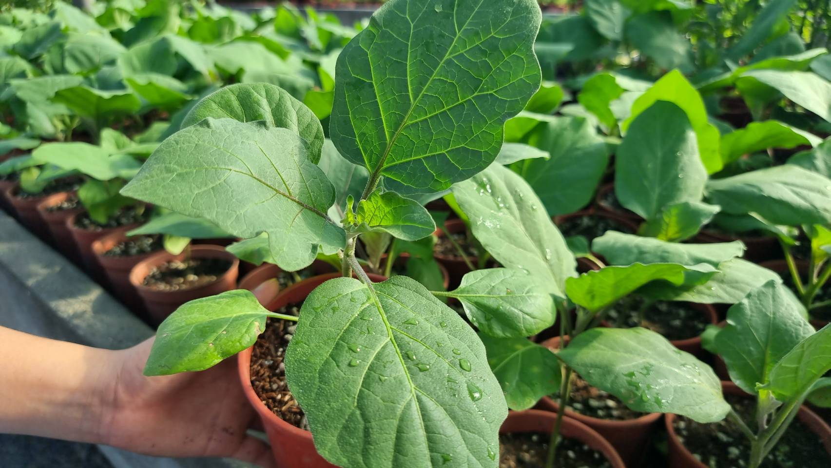 Eggplant Seedling "SBMA ONLY"