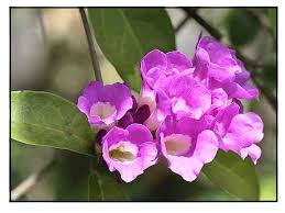 Garlic Vine (scientific name: Mansoa alliacea) Seedling Plant