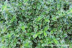 Serissa (Serissa japonica or Serissa foetida) Potted Plant