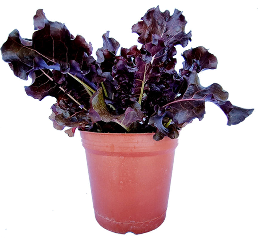 Lettuce Ruby Seedling "SBMA ONLY"