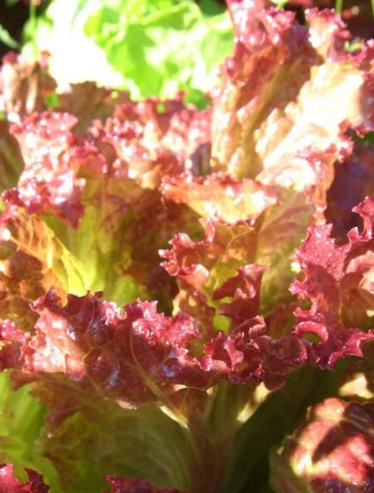 Fresh Vegetable Red lettuce "SBMA ONLY"
