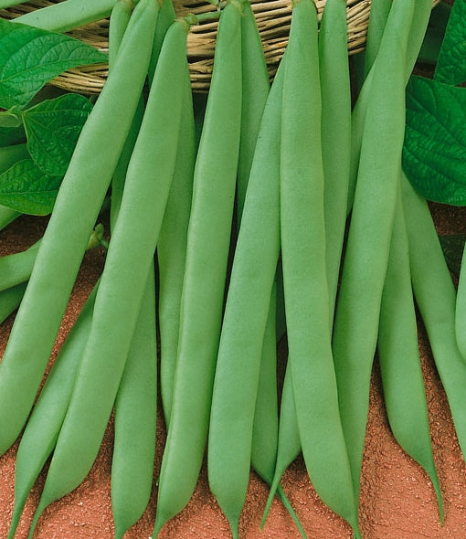 Fresh Vegetable French Beans(300grams) "SBMA ONLY"