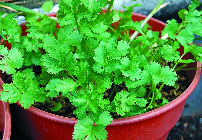 Seedling Coriander in Potted