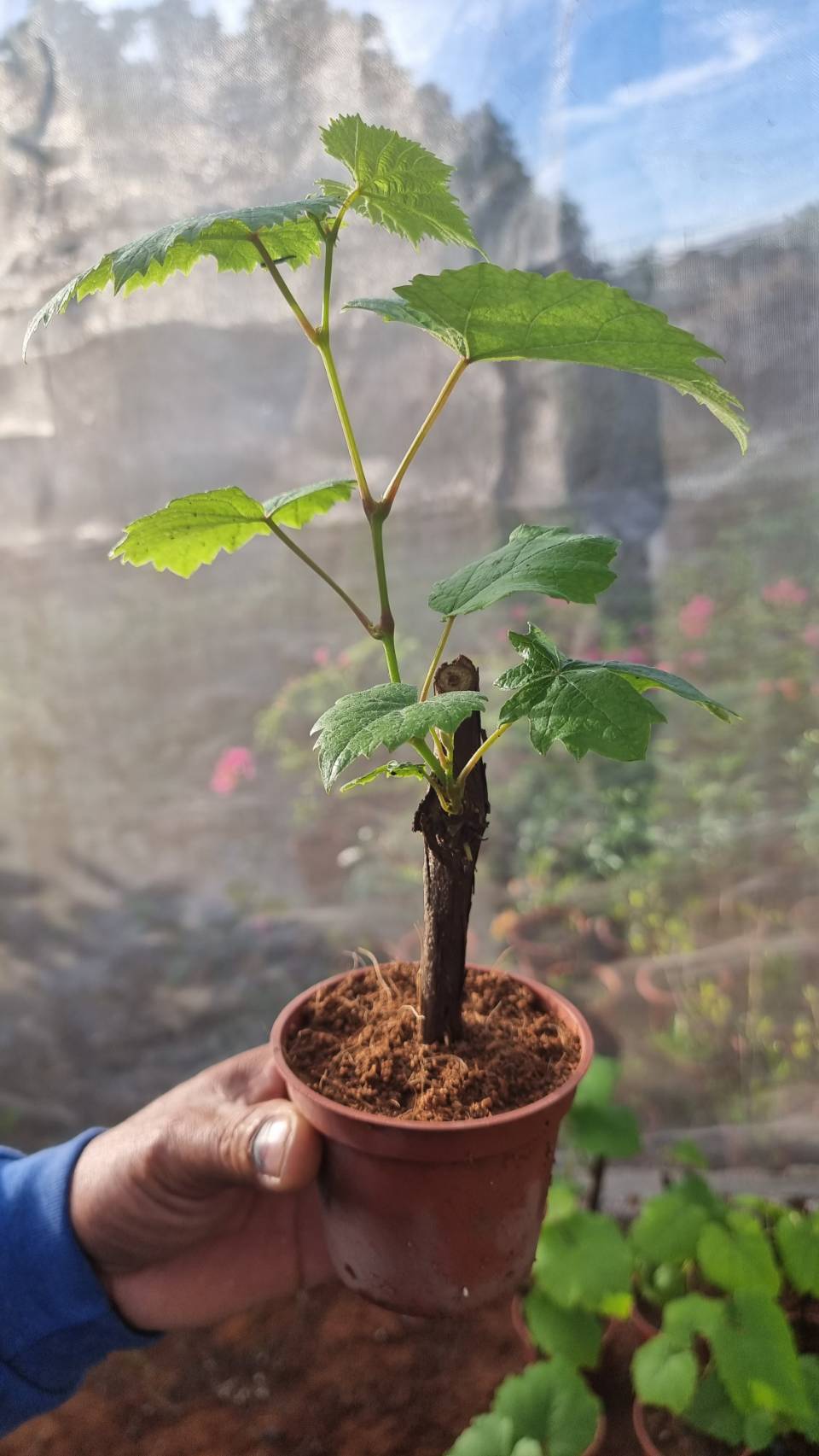 Live Rooted Grapes Plant (Taiwan Variety)