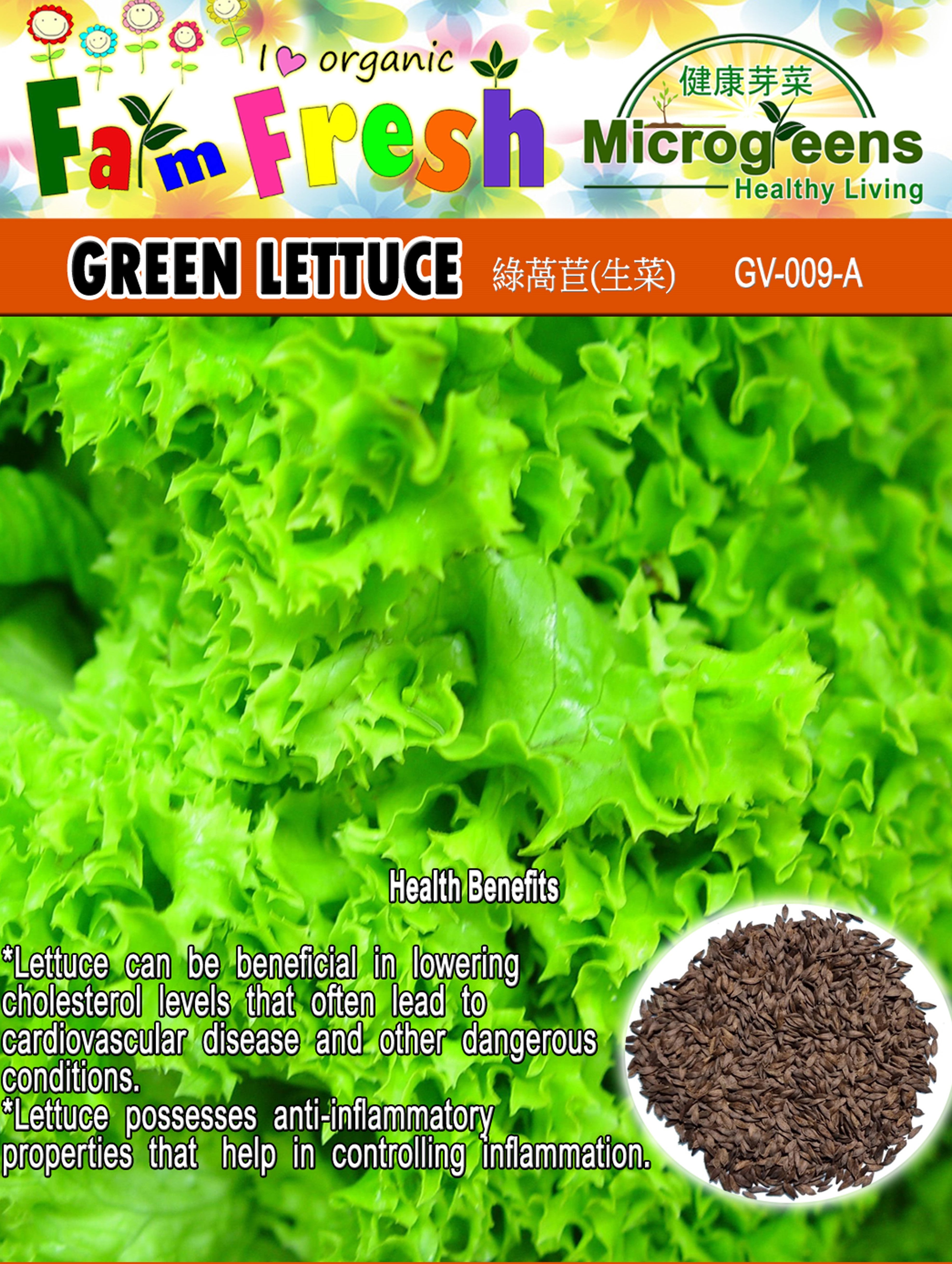 Lettuce Green Seeds (Herbs & Vegetable Seeds , Larger Packed)