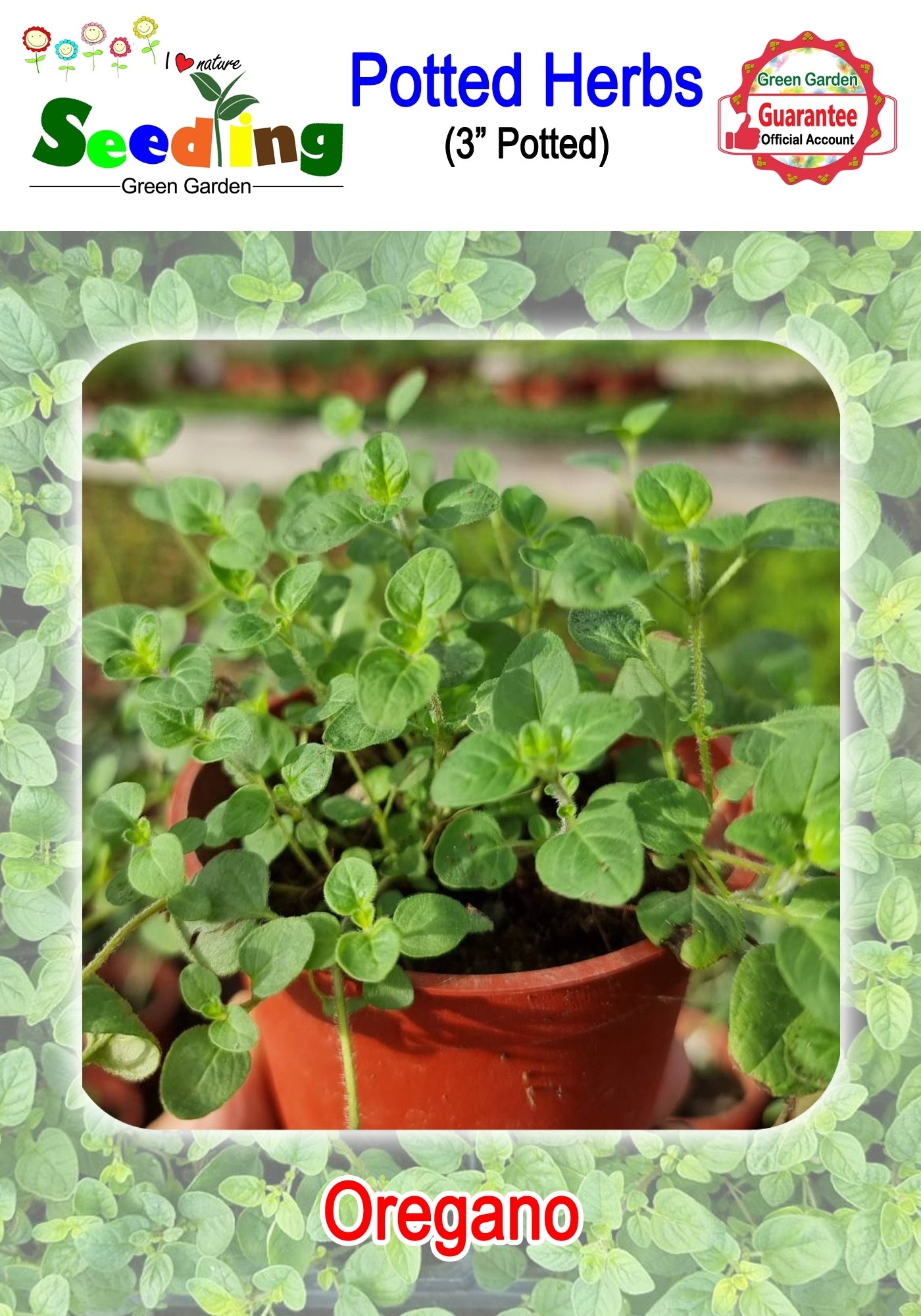 Buy 1 take 1 Assorted Potted Herbs in 3" Pot