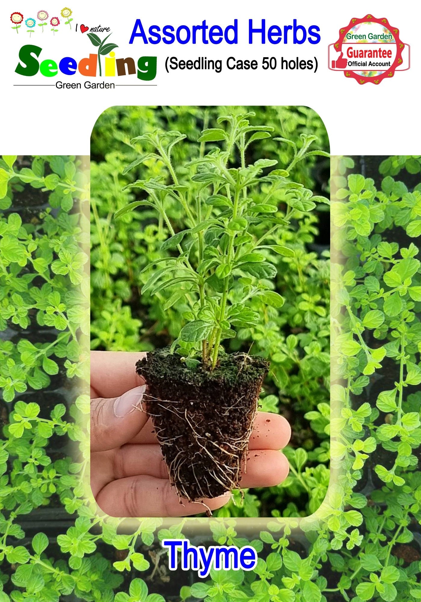 Assorted Potted Herbs in 50 hole case