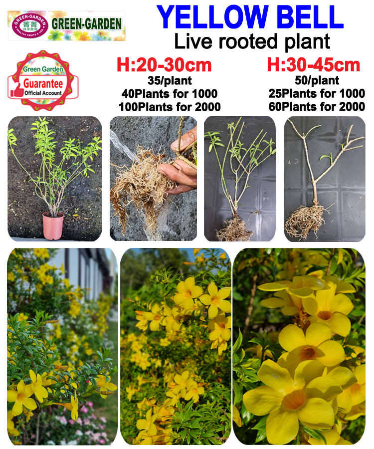 Live Rooted Yellow Bell Plants